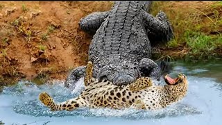 quotJaguar vs Crocodile Who Wins the Deadly Duelquotwildlife jaguars crocodile naturedocumentary [upl. by Rehportsirhc]