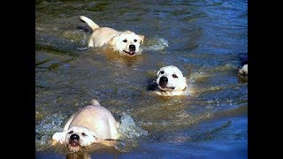 Labrador Father Teaches Puppies To Swim ADORABLE [upl. by Durware105]