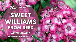 How to Grow Sweet Williams from Seed  Winter Sowing Guide  Perennial Garden [upl. by Licht]