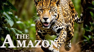 The Amazon 4K Enjoy Relaxing Wildlife Movies with Piano Music [upl. by Bolanger]