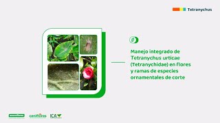 Biología y manejo integrado de Tetranychus urticae en especies ornamentales de corte [upl. by Aynam]