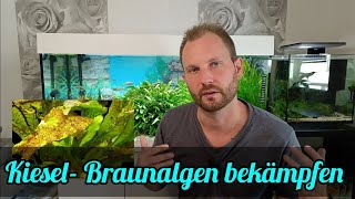 Kieselalgen Braunalgen im Aquarium  Tipps zur Bekämpfung von Kieselalgen Braunalgen [upl. by Lukash]