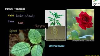 Family Rosaceae  PunjabFederal Board Syllabus [upl. by Pontus]