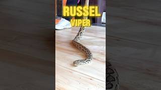 Russel viper  big snake 🐍  minivlog shorts short bigsnake snake [upl. by Gord]