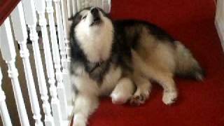 Ludo the Malamute howling as he sings along to Shania Twain [upl. by Dougall663]