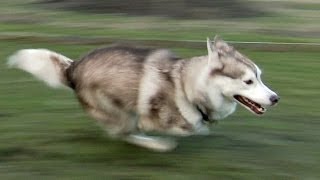 Fast running Siberian Husky quot Shasta quot from Sweden [upl. by Edmonda]