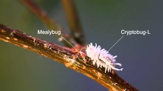 Mealybug control with CryptobugL Operation mealybug [upl. by Drummond614]