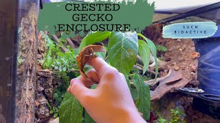 Building a Bioactive Crested Gecko Enclosure [upl. by Assenal]