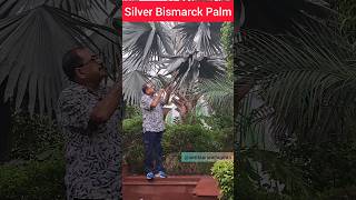 Silver Bismarcks Palm  Bismarckia nobilis  Popular landscape palm palm landscapedesign [upl. by Accever]