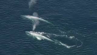 Whale Watching Mirissa [upl. by Velick13]