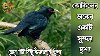 কোকিল পাখির ডাক  Sound of Koel  Cuckoo song Indian black cuckoo  Kokil Pakhi  call of Koel bird [upl. by Oijimer]