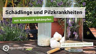 Praktisches Hausmittel Knoblauch gegen Schädlinge und Pilzkrankheiten  gardify Tipps [upl. by Marthena359]