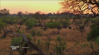 Botswana intense et sauvage  Échappées belles [upl. by Teik]