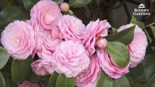 Gardening 101 Series  How to Plant amp Maintain a Camellia [upl. by Euqinoj]