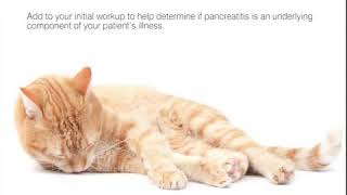 How the IDEXX SNAP® fPL feline pancreasspecific lipase Test Can Help You [upl. by Andri400]