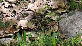 Massasauga Rattlesnake [upl. by Poppy]