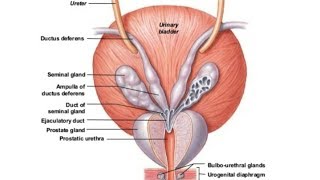 ANATOMY OF URINARY BLADDER  EXTERNAL AND INTERNAL FEATURES  BY DrAbhishek Kumar [upl. by Jaal84]