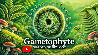 Gametophyte VS Sporophyte Part  1 l NEET l CBSE l Plant Kingdom [upl. by Kordula]