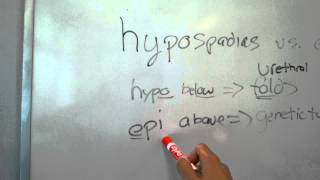 USMLE Embryology Epispadias vs Hypospadias [upl. by Halonna]