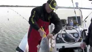 How to tips on catfishing HUGE BLUE CATFISH at Lake Tawakoni Texas Part 2 [upl. by Ecneitap]