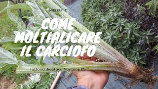 Scarducciatura moltiplicazione e coltivazione dei carciofi  Mielisa [upl. by Ardnuhsor]