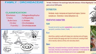 family orchidaceae ।। bsc।IYEAR family orchidaceae its economoc importance systematics and phylogeny [upl. by Hambley]