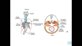 embryologie respératoire partie 3 [upl. by Eidaj864]