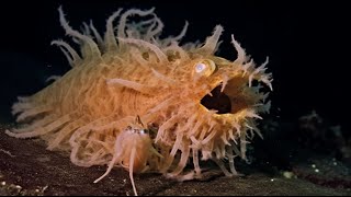 10 Of The Rarest DeepSea Creatures Found In The Ocean Hard To Believe Existed If Werent On Camera [upl. by Ahsita]