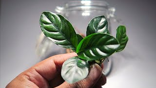 Anubias Terrarium  Terrarium build with aquatic plants [upl. by Nevai]