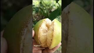 Real information about mosambi 🍋 grafted mosambi vlogs [upl. by Kotz]