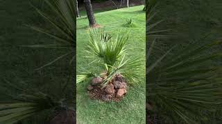 Washingtonia filifera… youtube youtubeshorts ytshorts shorts [upl. by Anilasor]