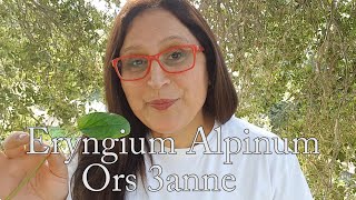 Eryngium Alpinum benefits ما هي فوائد القرص عنّة [upl. by Omlesna]