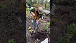 How to plant a GLOBEFLOWER Trollius “Golden Queen” pergolanurseriesgardencorner [upl. by Odelle]