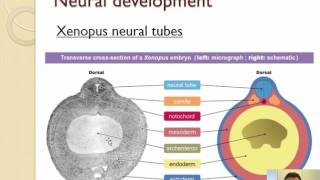 A1  Neural development [upl. by Ninos]