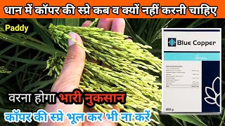 Copper  Copper spray in paddy  धान के ऊपर कॉपर की स्प्रे भूल कर भी ना करें वरना होगा भारी नुकसान [upl. by Elohcim]