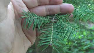 Incense Making 101 Powdering Herbs Resin and Wood Incense Magick Ep 006 [upl. by Elisa]