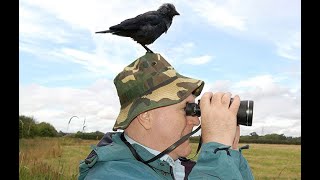 Jackdaw  Clifford T Ward [upl. by Ledba]