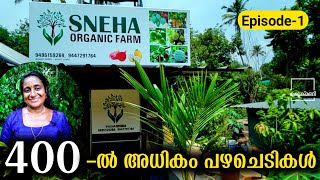 400ൽ അധികം വ്യത്യസ്തമായ പഴചെടികളുമായി SNEHA ORGANIC FARM  Exotic Fruit Plants Sales [upl. by Codd]