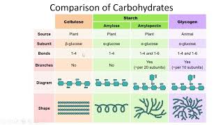 Carbohydrates Classification Structures and Functions  Lecture 6a [upl. by Earased]