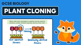 Plant Cloning  GCSE Biology [upl. by Trik]