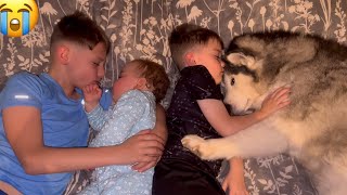 Husky REFUSES To Leave Babies Side🥹 CUTEST VIDEO EVER [upl. by Oakman]