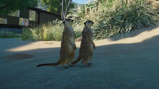 The Meerkat club house planet zoo speed build [upl. by Ahsema]