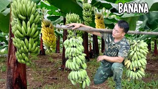 9 months of growing bananas brings unexpected yields  go to the market to sell [upl. by Netsua]