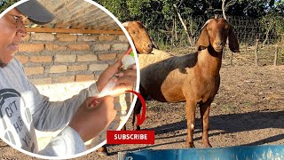 How to manage Pulply kidney enterotoxemia in goats CRISIS intervention [upl. by Debby]