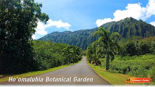 Hawaii Botanical Garden 🌈 Hawaii Relaxing Walking Tour 🌴 Hoomaluhia Botanical Garden 🌺 Hawaii 4K [upl. by Grant]