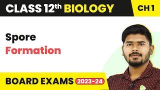 Spore Formation  Reproduction in Organisms  Class 12 Biology 202223 [upl. by Hctub943]