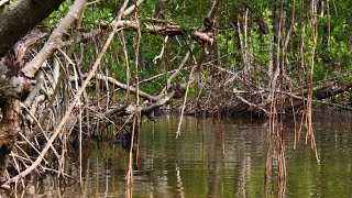 Recordsized Burmese python captured in Florida [upl. by Hueston]