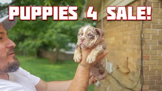 Bully Puppies Available [upl. by Eak449]