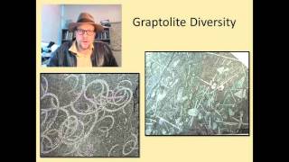 What are Fossil Graptolites and why are they useful in geology [upl. by Abebi]