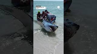 Florida Couple Helps Shark Back into Ocean  AccuWeather [upl. by Ahael]